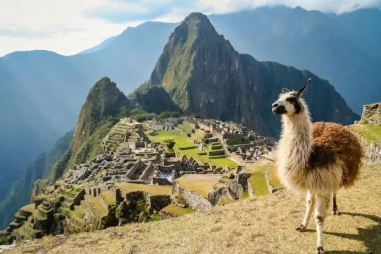 Llama at Machu Piccu in Peru