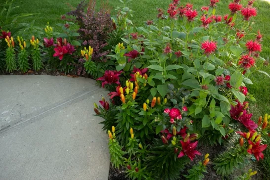 A vibrant garden corner showcasing various flowers, including red lilies and pink blossoms. Yellow flower buds are interspersed among green foliage. Adjacent to the garden is a concrete path with a visible crack. The background is a lush green lawn.