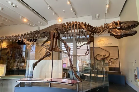 Full dinosaur skeleton Megan J (1)