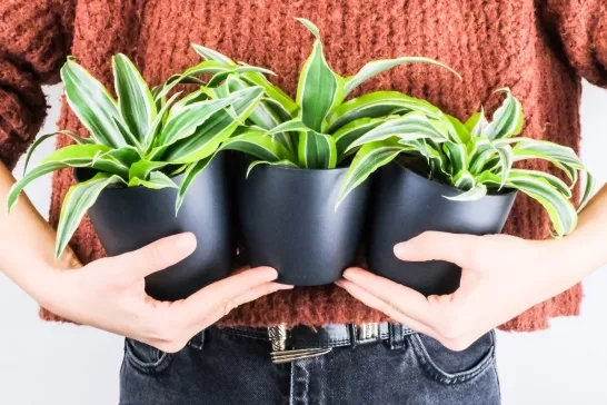 indoor gardening