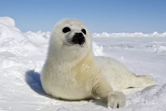 Harp Seal