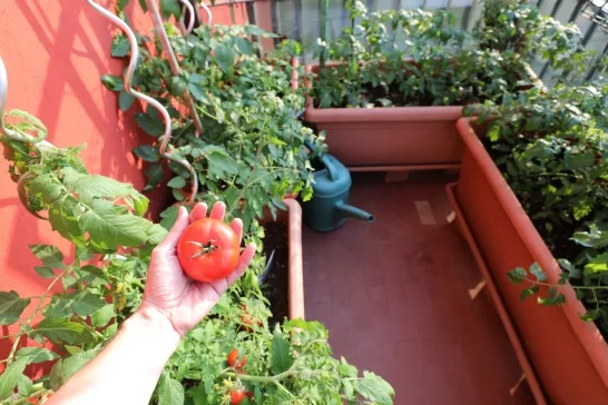 hand with a red tomatoes and pots for urban cultivation on the t