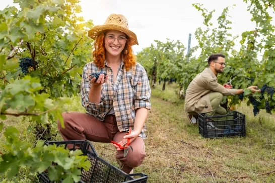 Young people working in a vineyard harvesting grapes