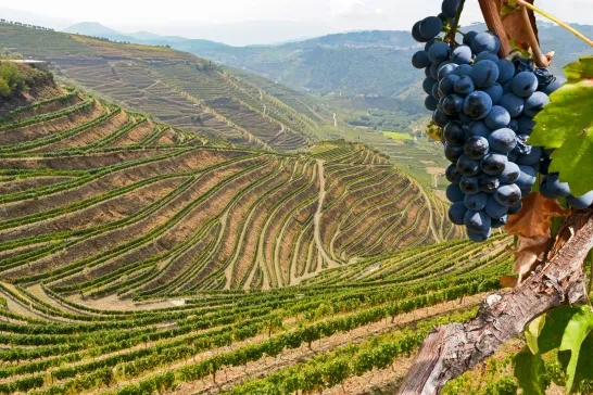 Old vineyards with red wine grapes in the Douro valley wine region near Porto, Portugal Europe
