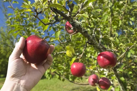 orchards around Ottawa