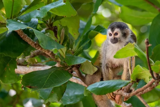 Wild Squirrel Monkey in Manuel Antonio National Park on the Pacific Coast of Costa Rica