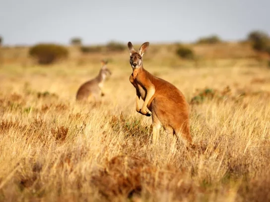 Red Kangaroo in grasslands in the Australian Outback