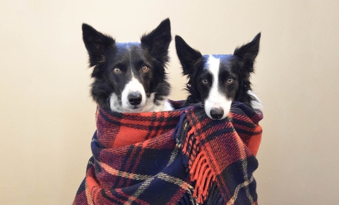 Two dogs huddled together in a blanket