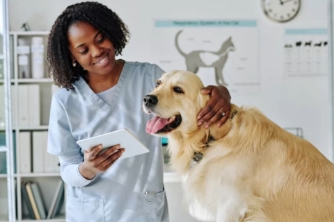 Veterinarian checking dogs health