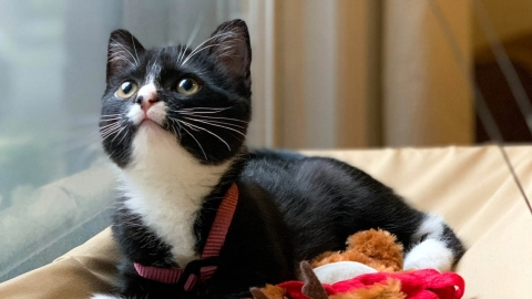Mango the tuxedo cat sitting on a cot with a stuffed squirrel next to a window