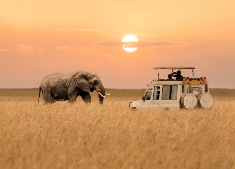 Africa safari at sunset with an elephant