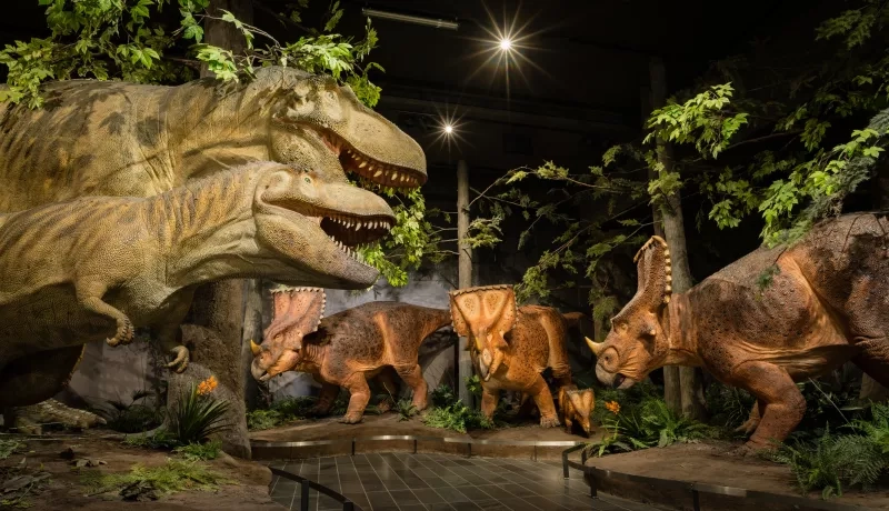 Fossil Gallery at the Canadian Museum of Nature
