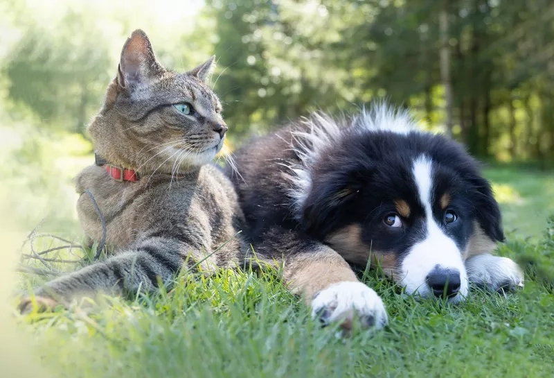 Cat and dog relaxing outdoors in a field