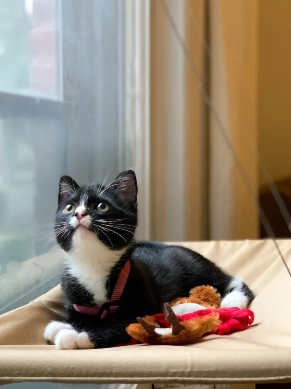 Mango the cat sitting by a window