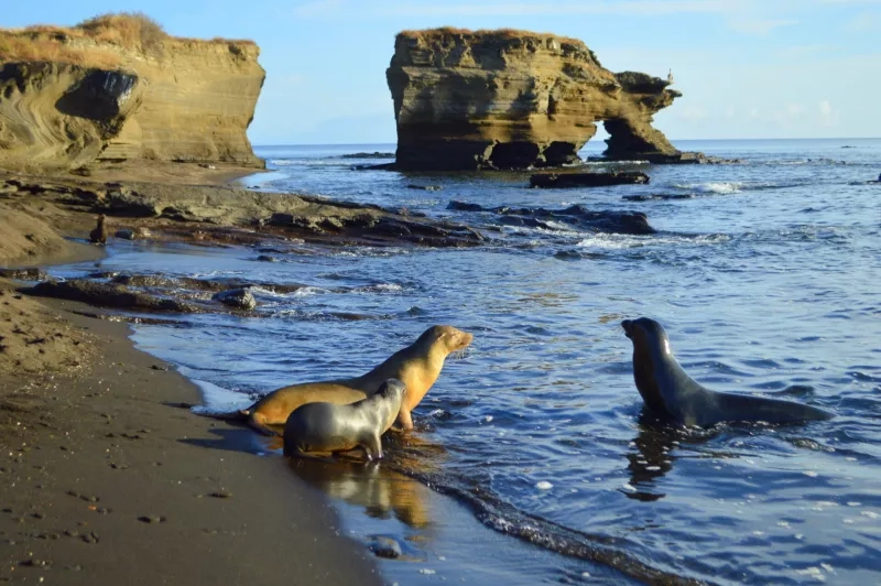 A family of sea lions on a beach in Puerto Egas, Santiago island, Ecuador.