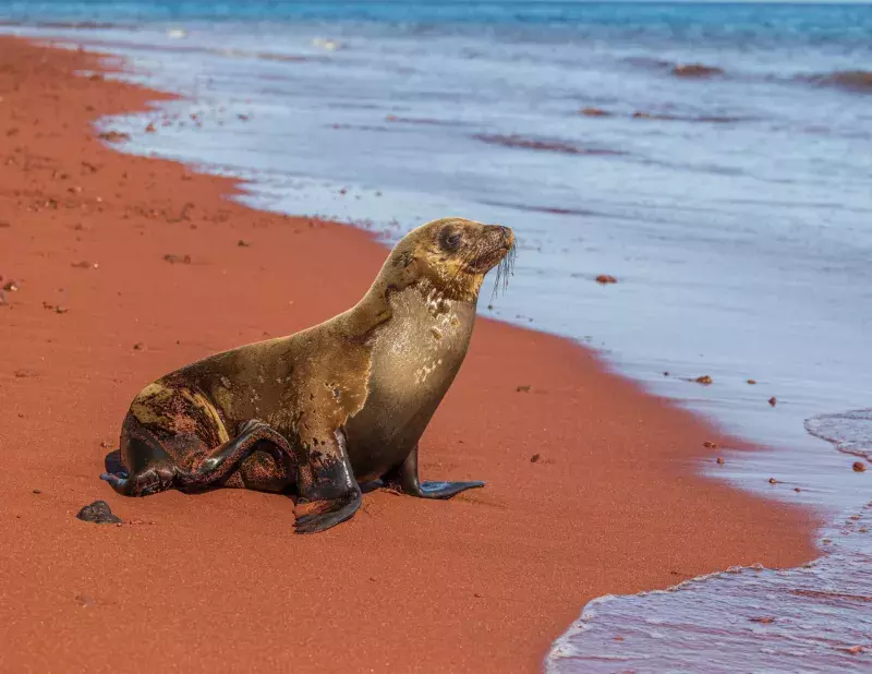 Sea Lion on Red beach