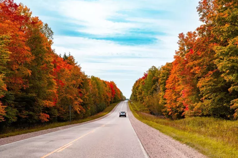 fall leaves road