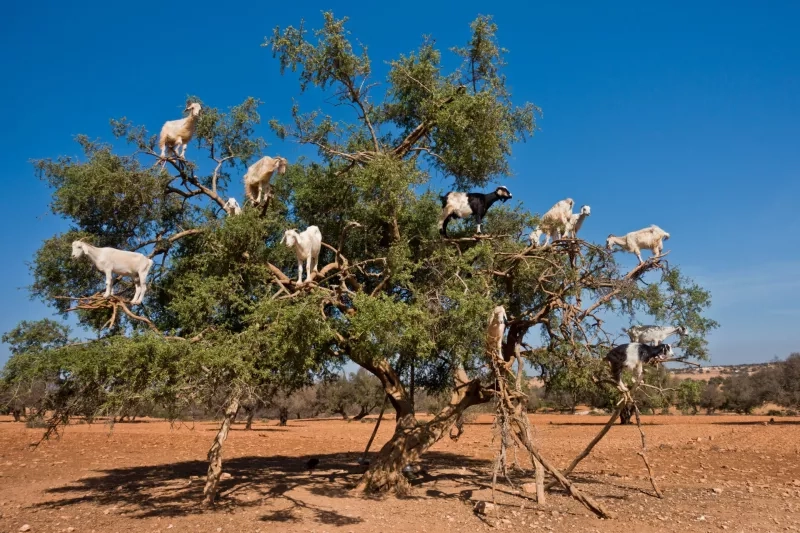 Heard of goats climbed on an argan tree on a way to Essaouira, Morocco