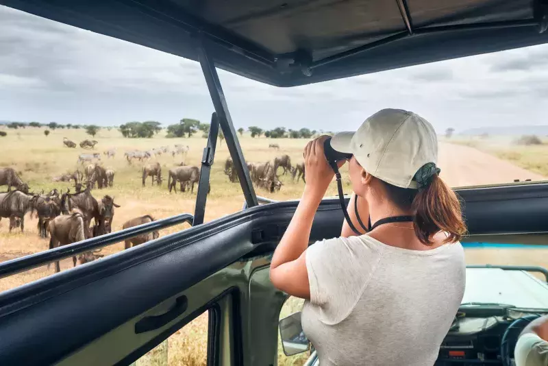 Woman tourist on safari in Africa, traveling by car with an open roof of Kenya and Tanzania, watching zebras and antelopes in the savannah.