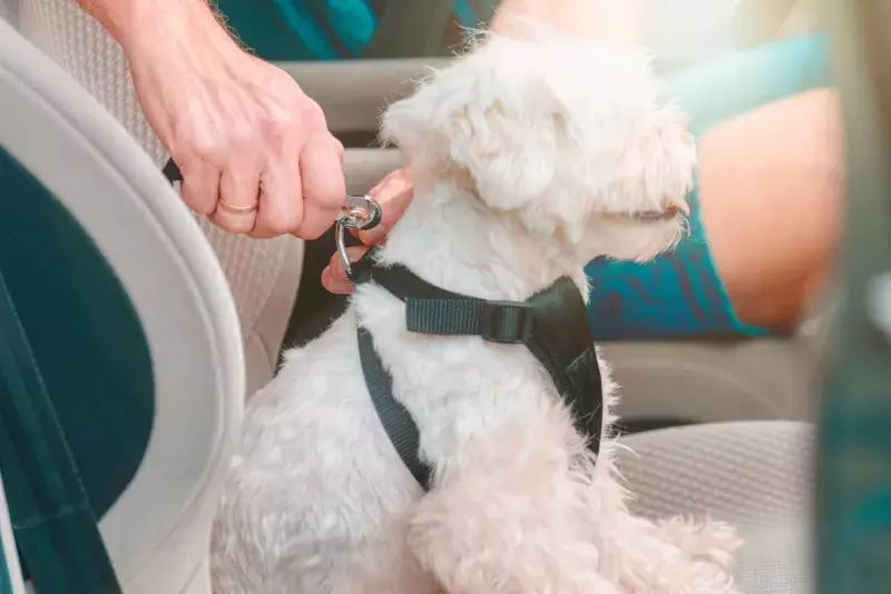 dog seatbelt