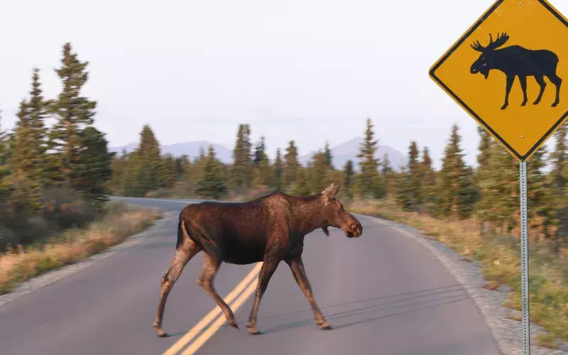 Cow moose crosses the Parks Highway in Denali National Park, Alaska