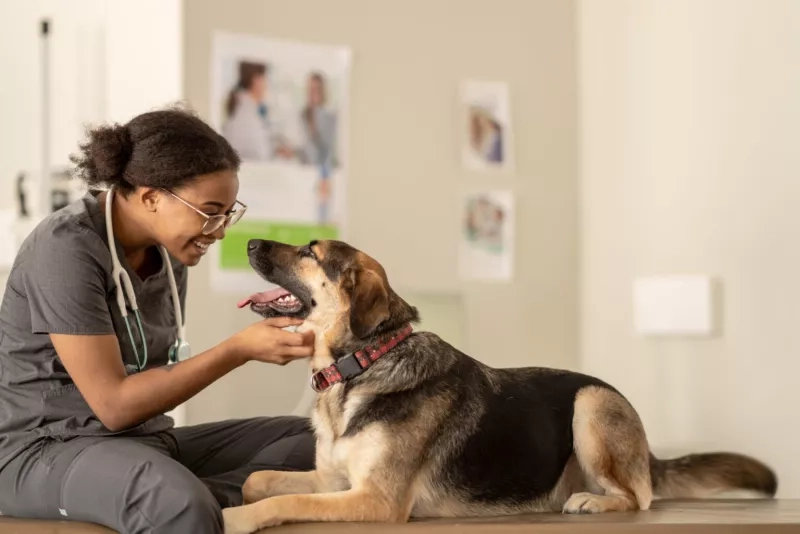 vet and dog