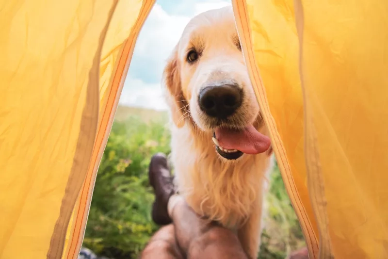 Cropped view of traveler in tent with golden retriever dog staring in