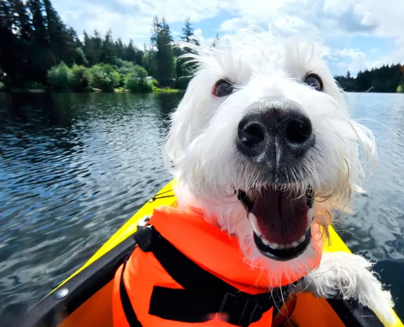 Dog wearing life-jacket in a kayak on a lake