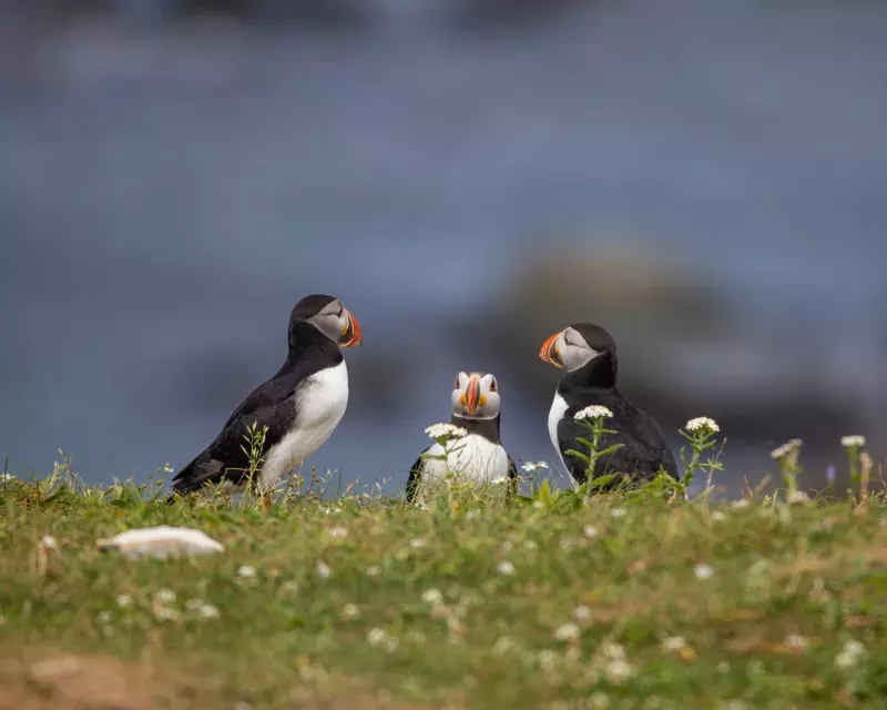 Atlantic puffins