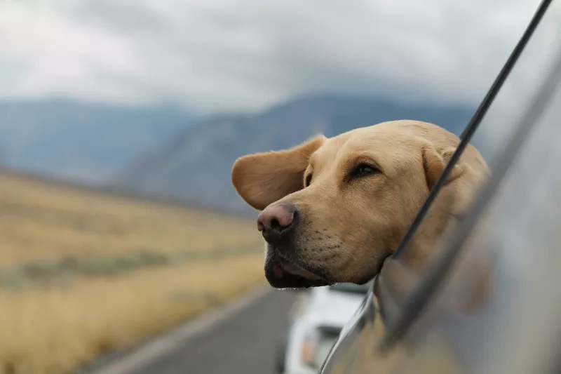 Dog enjoying the drive with its head out the windows