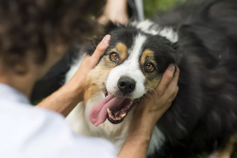 Close up of a happy dog's face with tongue out