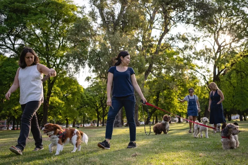 People walking their dogs at a park