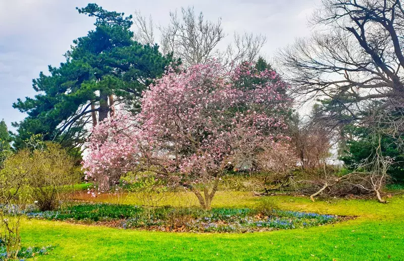 Pink Magnolias in bloom at the beginning of Spring in early May at the Dominion Arboretum Gardens in Ottawa,Ontario,Canada