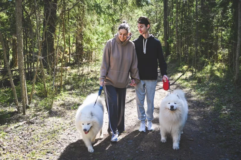 young couple walking in the forest with Samoyeds