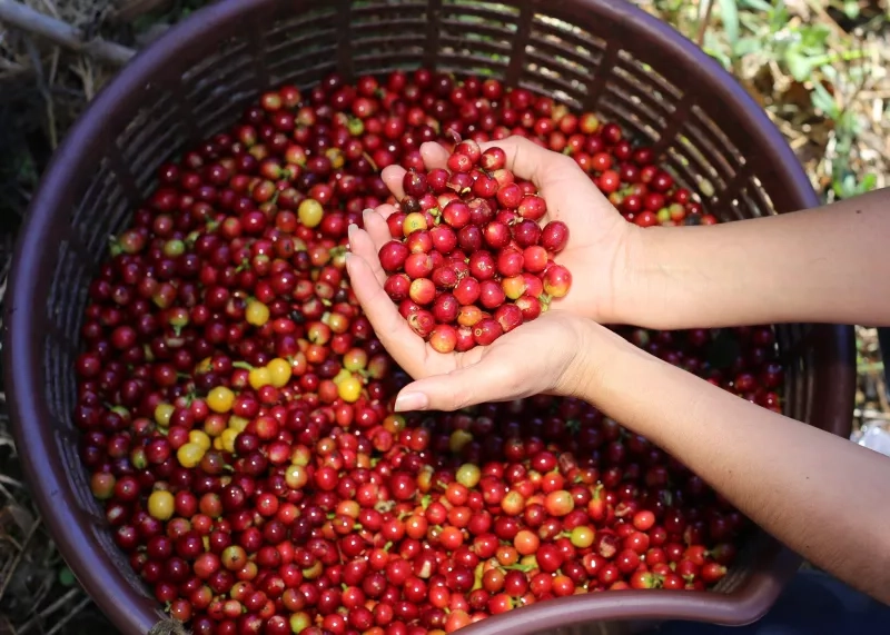 Hands holding raw coffee beans from Costa Rica