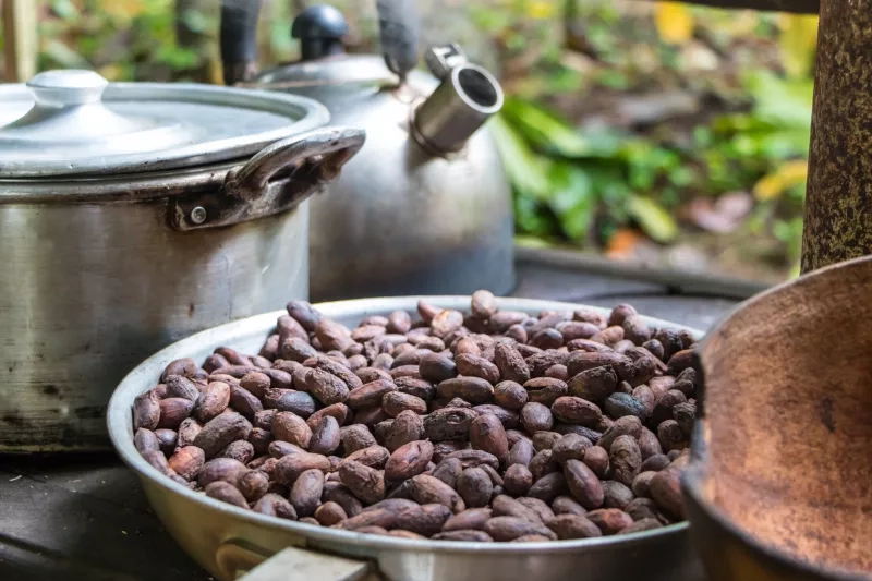 Roasted cocoa beans in skillet