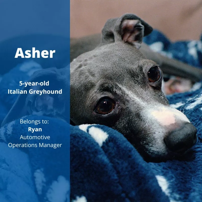 Asher the dog