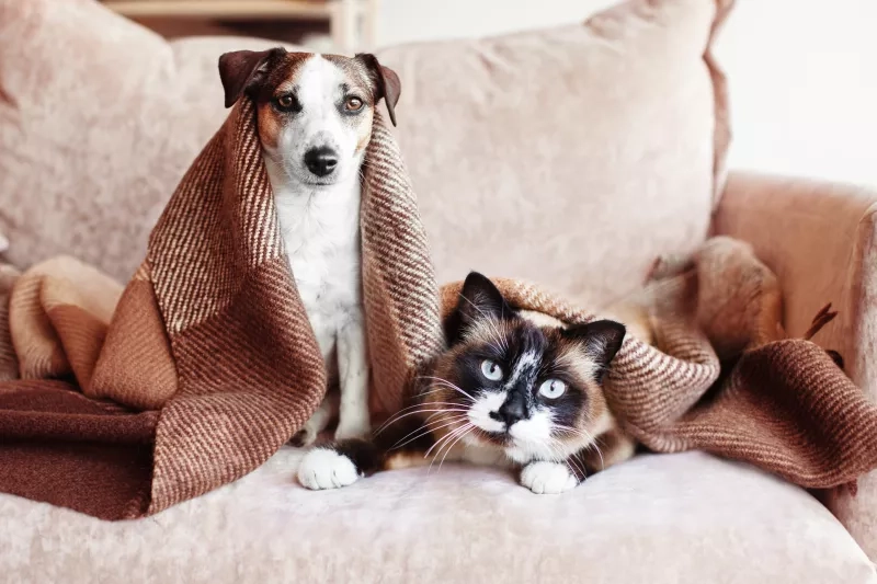 cat and dog on a sofa