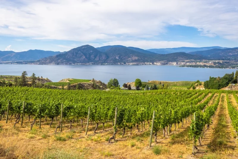 Vineyard overlooking Okanagan Lake in Naramata, British Columbia