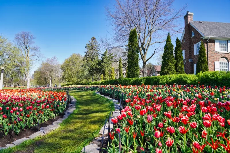 Ottawa Tulip Festival