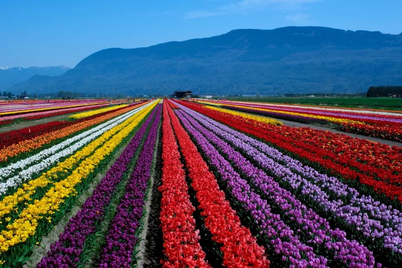 Abbotsford Tulip Festival