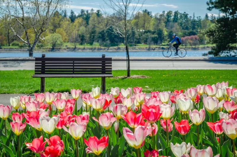 Cyclist along Dows Lake