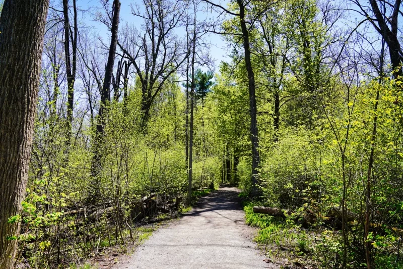 Mud Lake trail