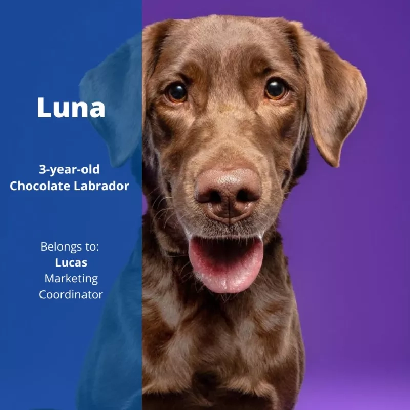 Luna the 3-year old Chocolate Labrador. Belongs to Lucas, Marketing Coordinator