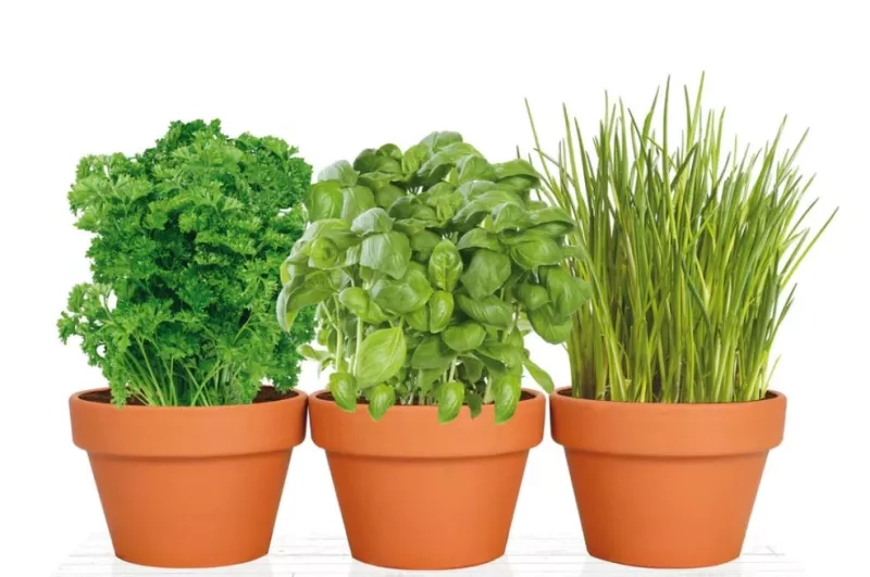 Veggie & Herb Kits