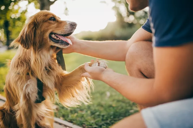 golden retriever in the park