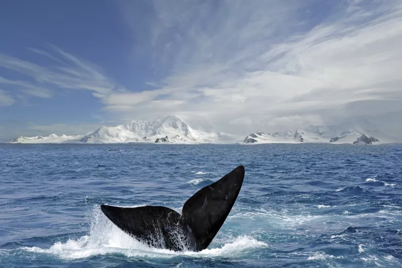 Whale tail