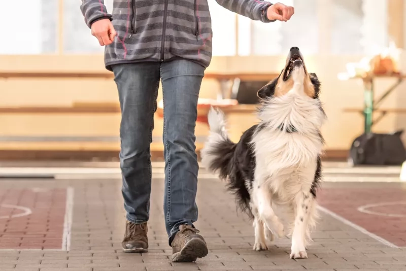 Border Collie looking up at a treat