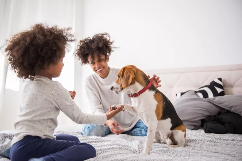 Child training a dog