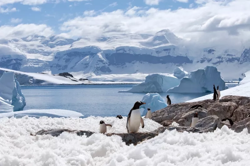  penguins